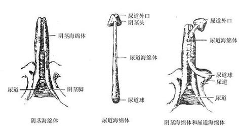 龜頭意思|人類陰莖